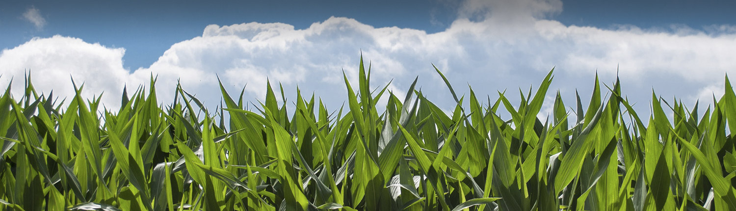 init-corn-1500